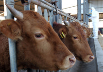 도심의 위험한 질주, 소생크 탈출사건