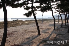 보성 율포솔밭해변, 모래 포설 한창