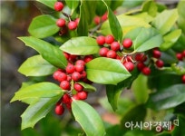 전남도, 완도호랑가시로 명품 가로수길 만든다