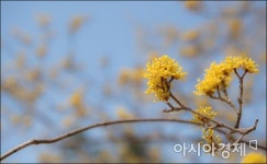 [포토]서울에도 산수유꽃 물결