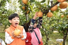 중랑구 황실배 가족농장 배나무 분양