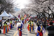 벚꽃 향연 여의도 봄꽃축제 4월1일  개막
