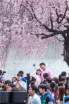 환상적인 봄을 느끼려 석촌호수 벚꽃축제 오세요