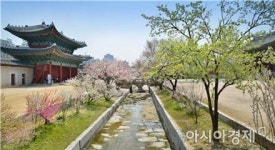 수난 속 변치 않은 창경궁 古木 이야기