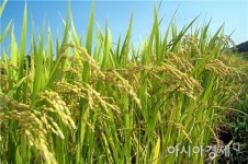 진도군, 친환경농업 읍·면 순회 합동교육 실시