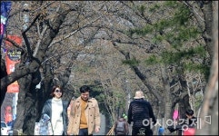 [포토]개화 늦은 여의도 벚꽃