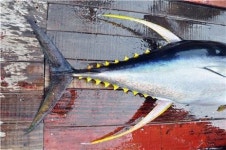 밀레니엄 서울힐튼, 일식당 겐지서 참다랑어 스페셜 선봬