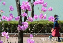 [포토]완연한 봄날씨에 활짝 핀 진달래