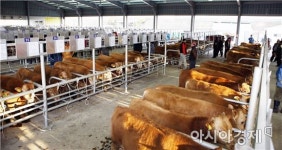 보성군,116억원 투입 축산업 집중 육성 총력