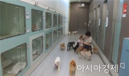 1인 소비시대…동물병원 문턱 닳고, 홈쇼핑서 장본다
