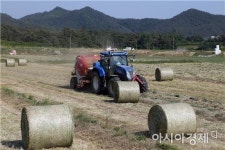 장흥군, 소먹이용  이탈리안라이그라스 건초 수확 한창