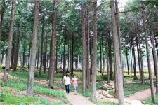 장흥 편백숲 우드랜드 ‘웰니스 관광 25선’선정