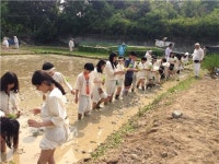 도심 속 벼농사체험장에서 모내기 체험