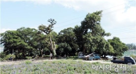 전남도 신안 반월 당숲, 국가산림문화자산으로 지정