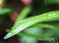 단비.플라워(danbi.flower) | [포토]싱그러운 단비