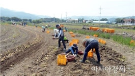보성군 복내면 직원, 기관·단체 감자캐기 일손돕기