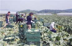 농협 광주농산물물류센터 가뭄우박피해 농가 일손돕기 전개