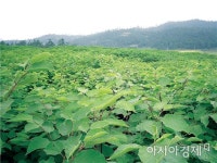 장흥군, 천연물의약품 생산기반 구축 ‘박차’