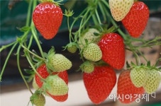 곡성딸기, 농산물전문생산단지로 신규 지정