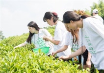 전통차와 함께하는 몸과 마음의 힐링여행기, 80년 전통의 보향다원을 방문하다