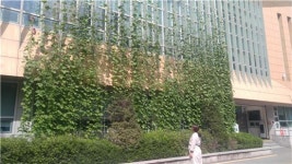 강동구 보건소, 학교 등 5군데 건물 창가 그린커튼 설치