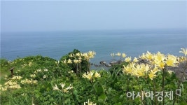 부안 마실길 제2코스, 붉노랑 상사화 19~26일 절정