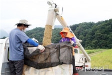 보성‘웅치 올벼쌀’첫 수확~추석명절에 고품질 웰빙식품 큰 인기