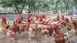 보성군, AI에 이어 살충제 계란파동에도 안전