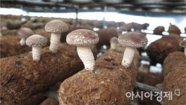 구룡표고영농조합법인 | 표고 명가 장흥군, 국산 품종으로 승부한다