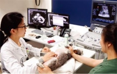 [펫코노미 시대]①250년 사는 거북이, 80년 사는 악어 위한 보험도 생길까?