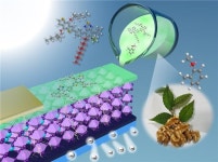 [과학을 읽다]호두향 식품첨가제로 태양전지 만든다