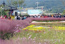 함평 주포한옥마을 억새벨리존, 관광객 북적~초가을 낭만 만끽