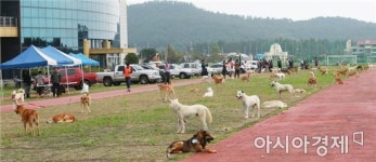 진도서 12일 전국 진도개 품평회’개최