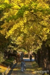 [포토] 황금빛 은행나무길