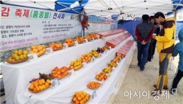 영암군 금정면민의 날 및 대봉감축제 성황