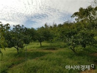 ‘숲 속의 전남’소득숲 호두, 전국대회 최우수