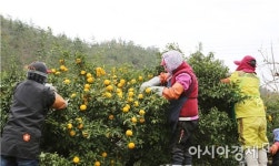 완도군 고금면 친환경 유자 수확 한창