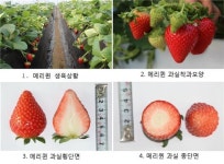 순수 우리품종 딸기 ‘메리퀸’, 내년 초 출시 ‘임박’