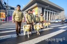 [포토]횡단보도 훈련 시범 선보이는 예비 안내견
