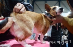 [포토]멍멍, 깔끔하게 해주세요