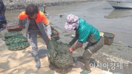 순천시, 순천만 가리맛조개 지리적표시 25호 등록…전국 최초