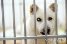 [문호남의 찍고 쓰고]제 이름은 호동이입니다