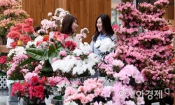 [포토] 서초구청에서 꽃 구경하세요
