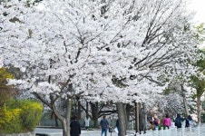 세계유산 수원화성 자전거타고 벚꽃길 달리세요