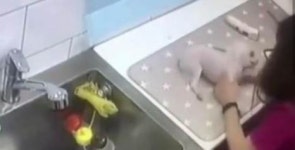 애견미용사 학대로 애견 쇼크사…2kg도 되지 않는 소형견