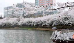 [포토] 만개한 벚꽃과 봄비