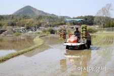 [포토] 보성군 율어면, 자모들녘에서 첫 모내기