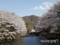 [포토] 보성 제암산자연휴양림 오작교, 웨딩촬영장으로 인기
