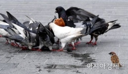 [포토] 다가가기 힘든 밥상