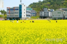 [포토]순천시 해룡면 신대지구 유채꽃